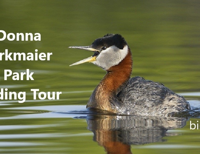 Donna Birkmaier Park Birding Tour