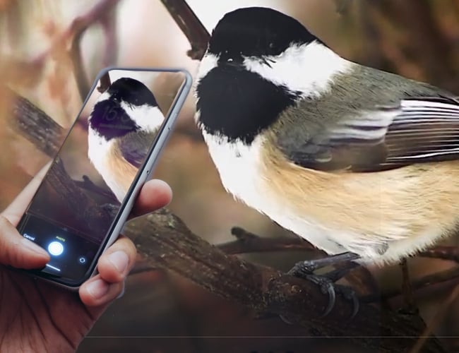 Photograph of Black Capped Chickadee with iNaturalist on a smartphone