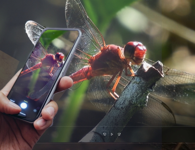 Photograph of dragonfly with iNaturalist on a smartphone