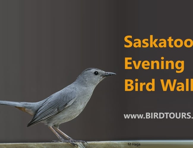 Saskatoon Evening Bird Walk