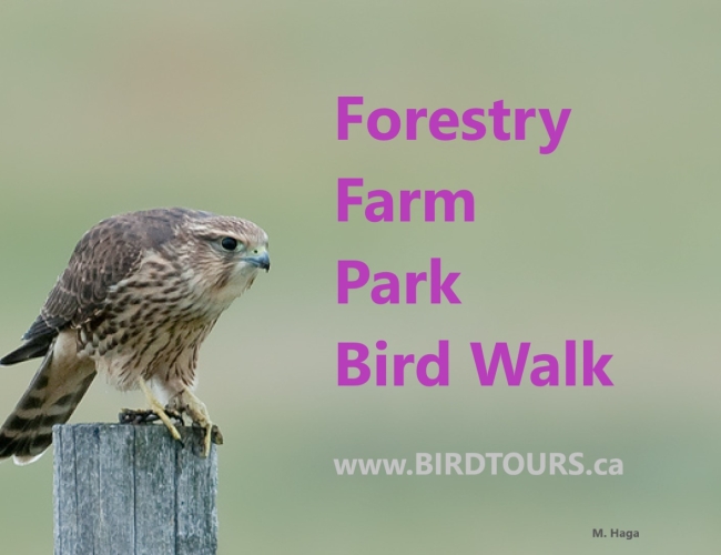 Forestry Farm Bird Walk