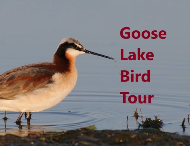 Goose Lake Birdwatching and Bird Photography Tour
