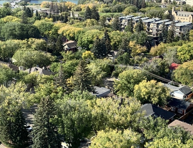 Saskatoon's Urban Forest