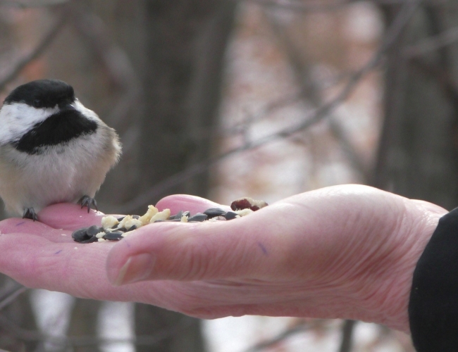 Chickadee Photography and Viewing Tour