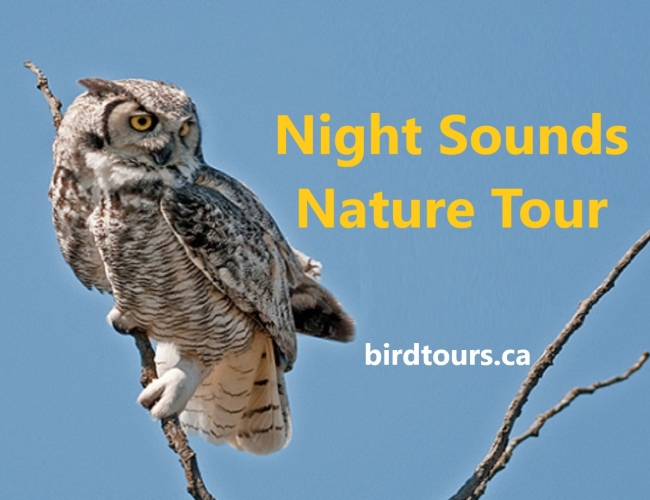 Night Sounds Nature Tour