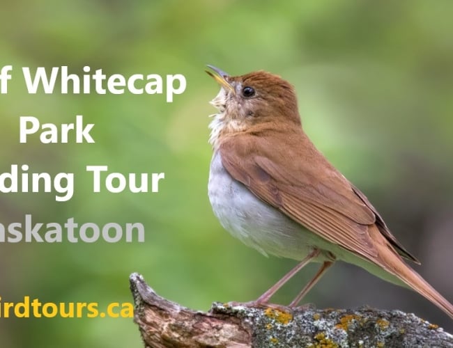 Chief Whitecap Park Birding Tour