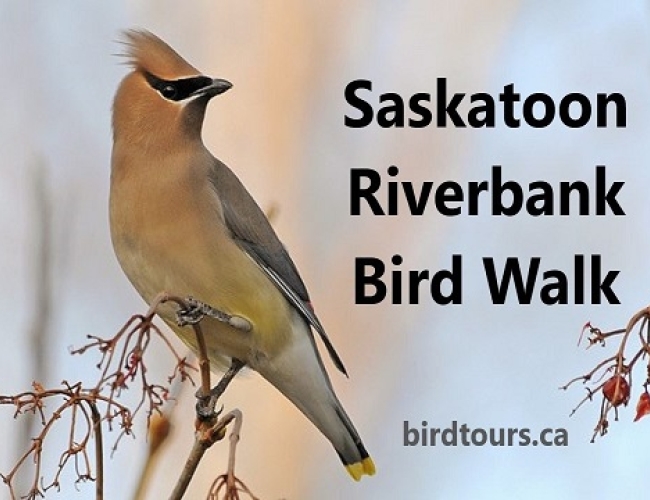 Saskatoon Riverbank Bird Walk