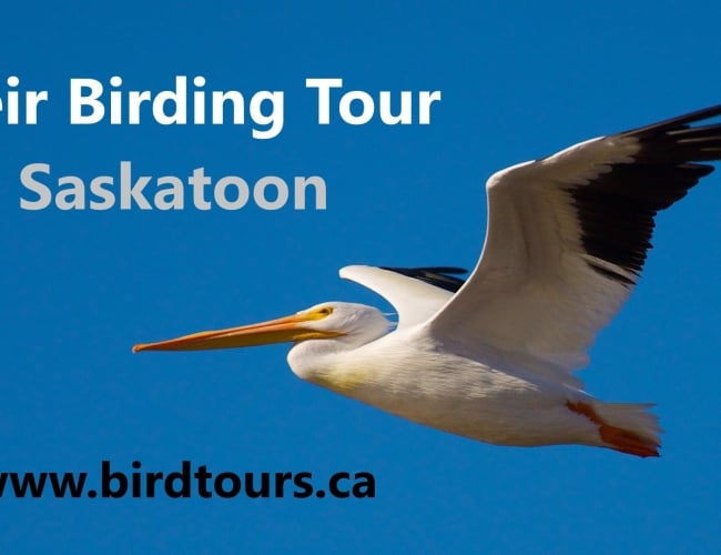 Saskatoon Weir Birding Tour