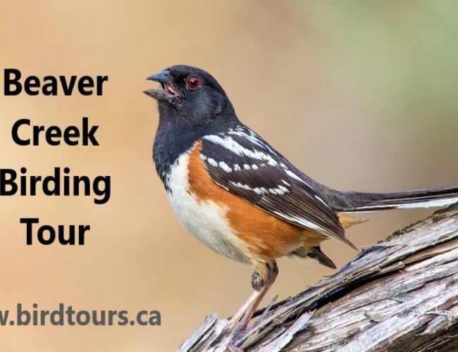 Beaver Creek Birdwatching and Hiking Tour