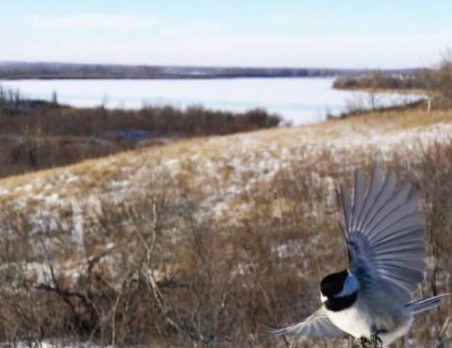 Beaver Creek Conservation Area – Chickadee Feed Out Of Your Hand!