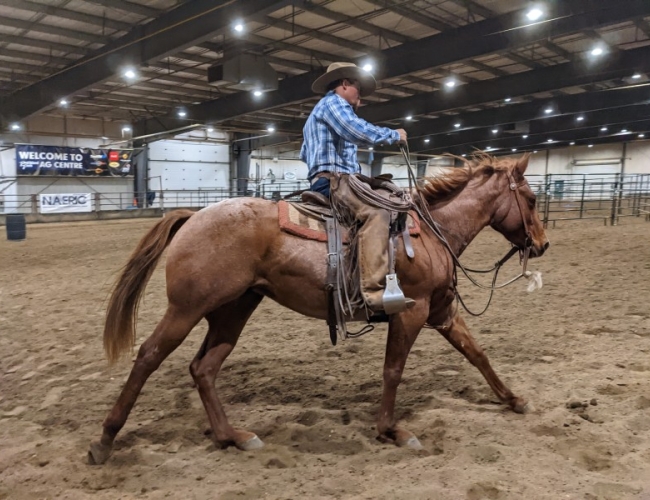 Saskatchewan Equine Expo – 2022 Equine Expo Trainer In The Ring